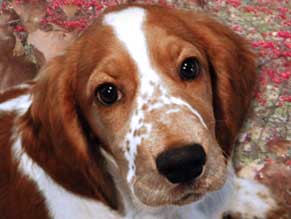 Picture of Welsh Springer Puppy